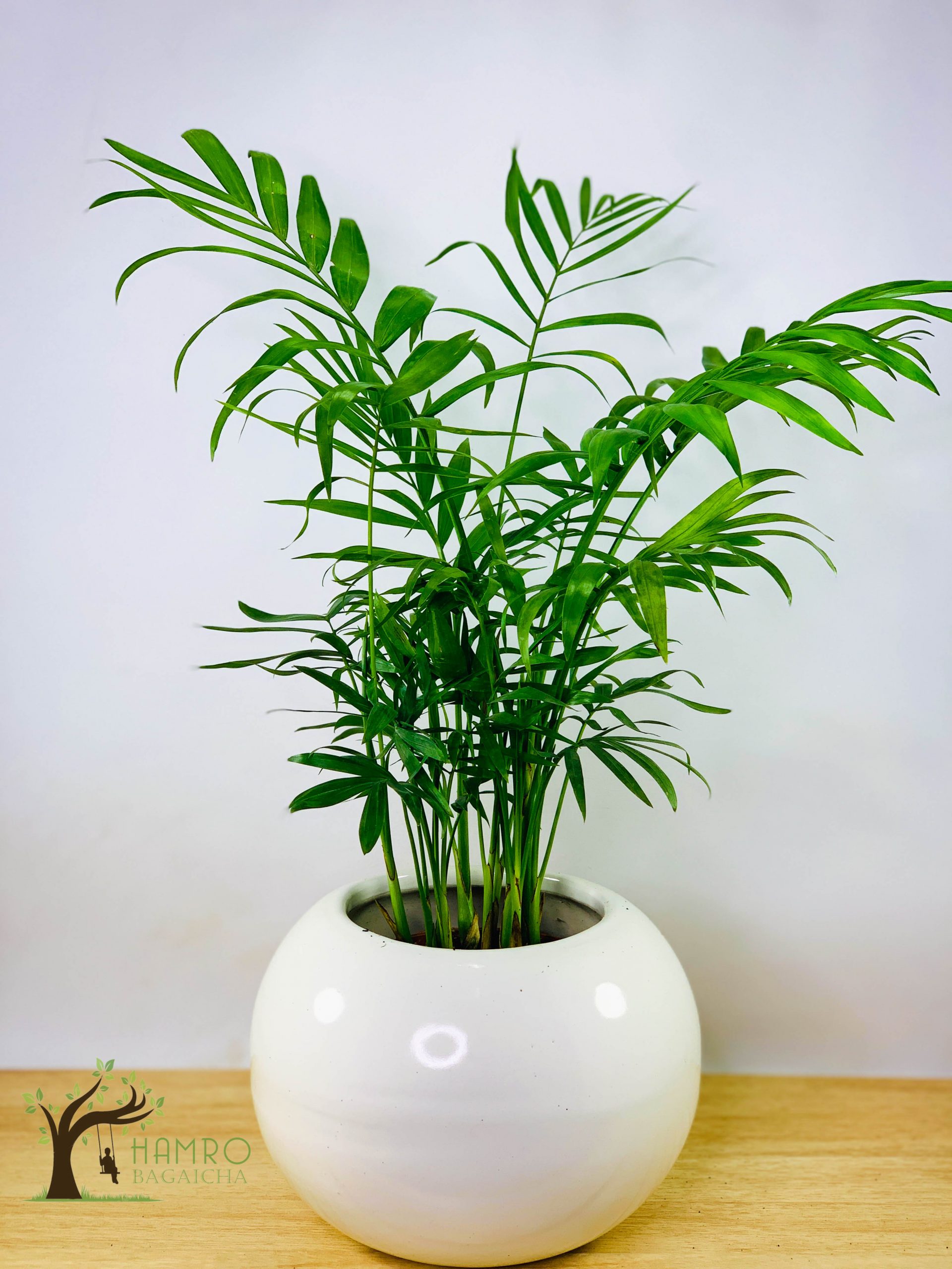 Football Ceramic Planter Indoor Plants in Nepal Hamro Bagaicha