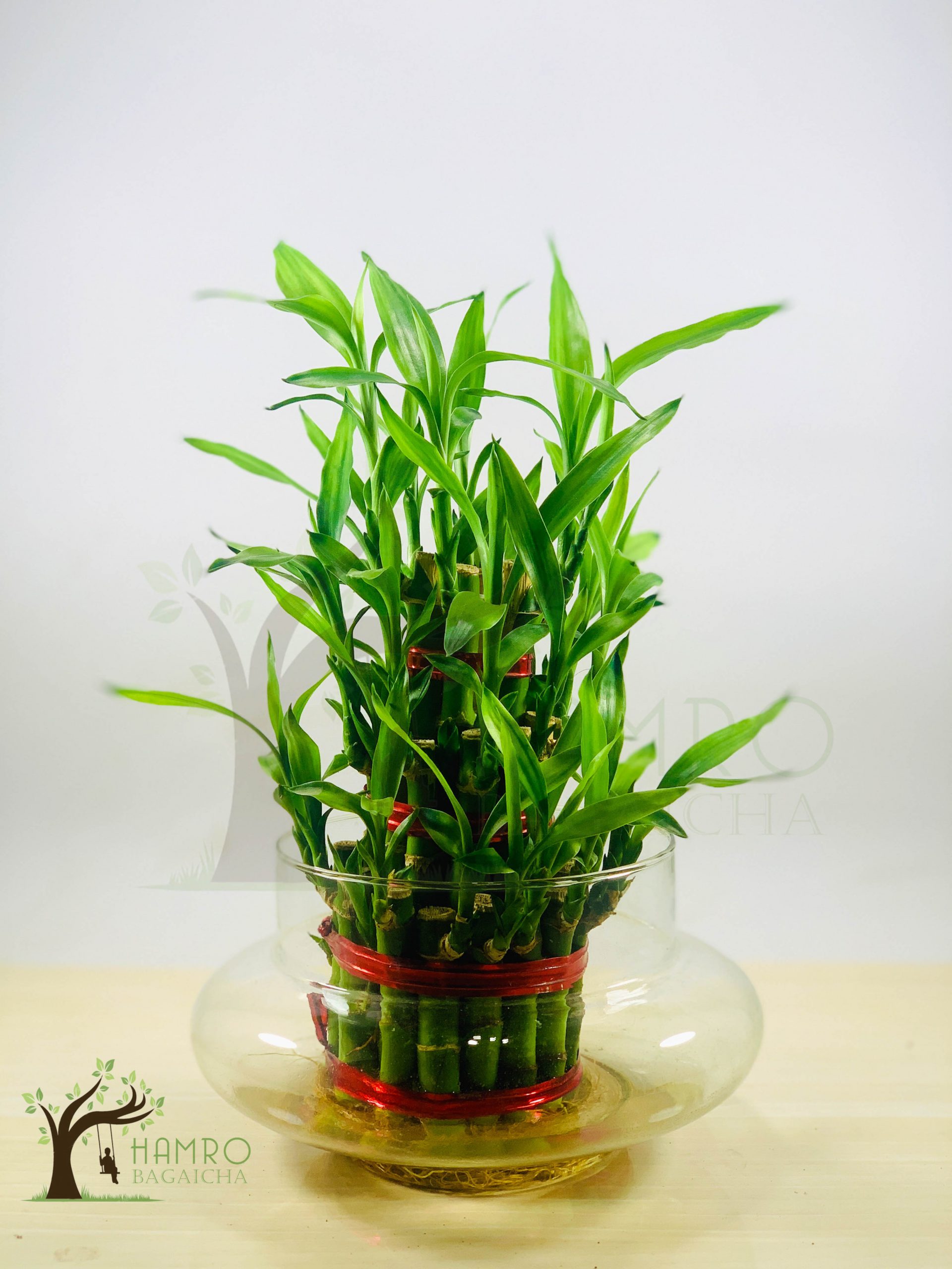 Lucky Bamboo Indoor Plants in Nepal Hamro Bagaicha