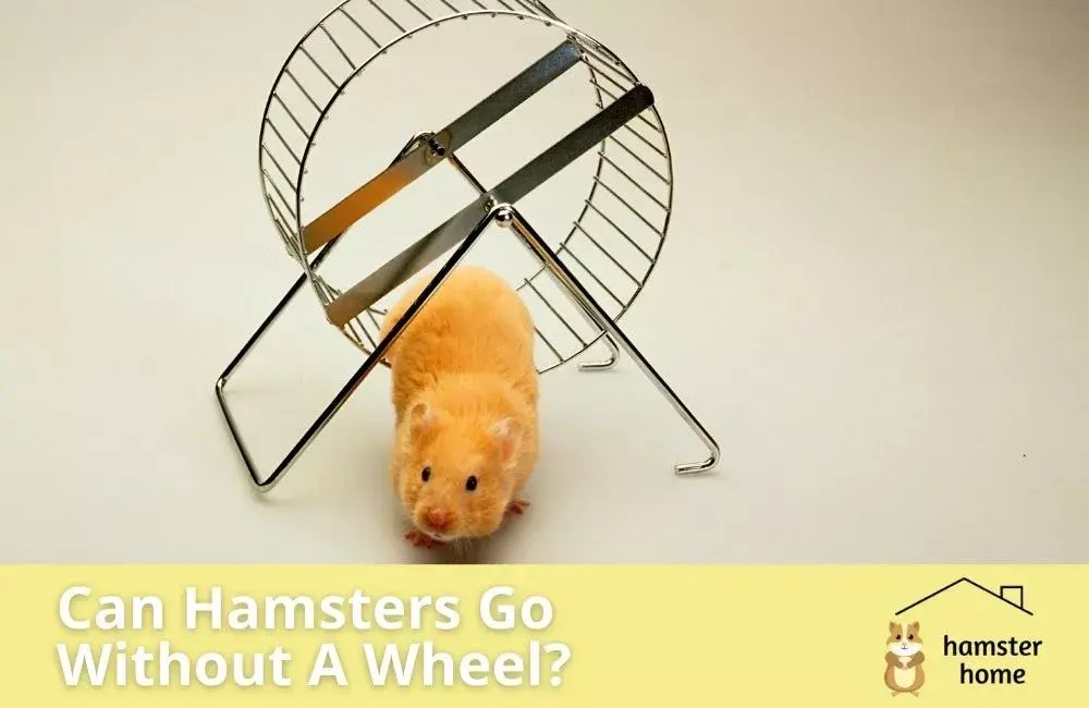 How Long Can Hamsters Go Without A Wheel? • Hamster Home