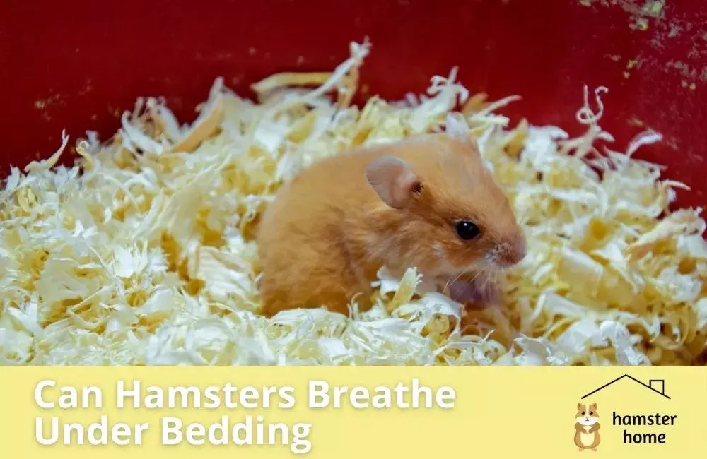 Can Hamsters Breathe Under Bedding? • Hamster Home