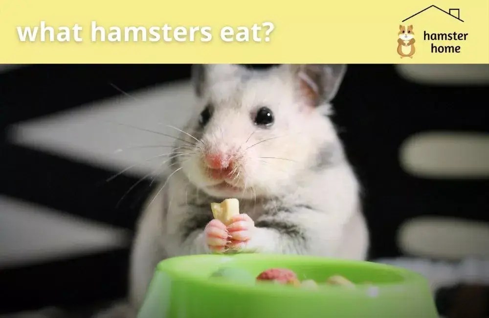 What Hamsters Eat The Ultimate Guide to Hamsters Diet • Hamster Home