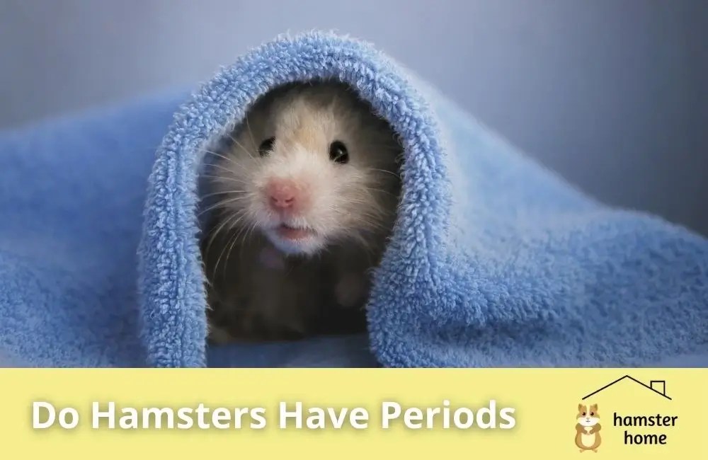 Do Hamsters Have Periods? • Hamster Home
