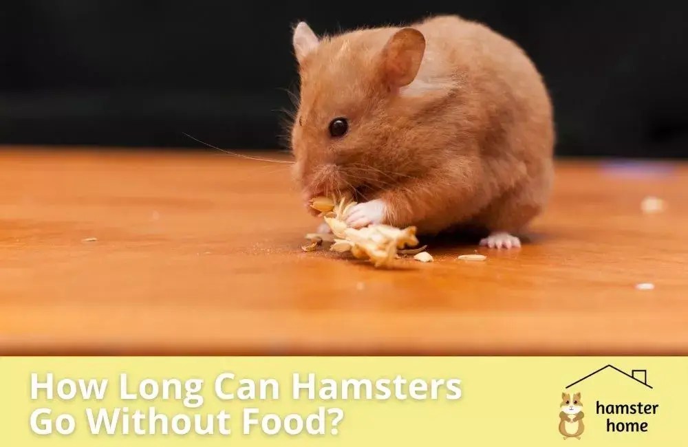 How Long Can Hamsters Go Without Food? • Hamster Home