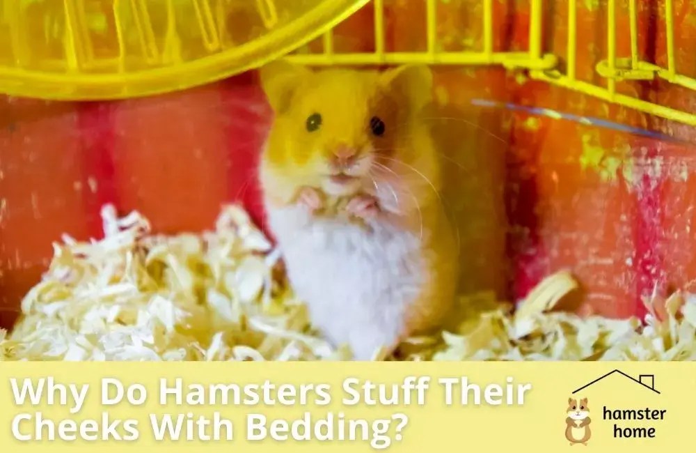 Why Do Hamsters Stuff Their Cheeks With Bedding? • Hamster Home