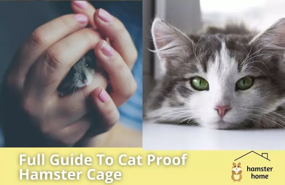 How To Cat Proof Hamster Cage The Full Guide • Hamster Home