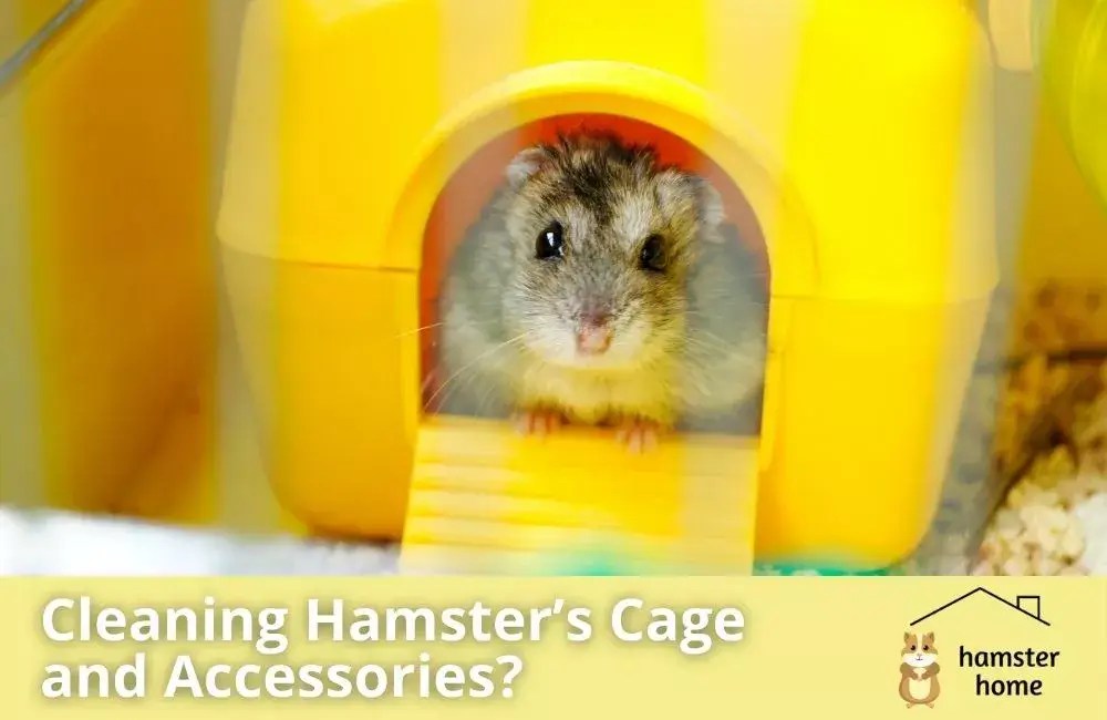 How Often Should You Clean Hamster’s Cage and Accessories? • Hamster Home