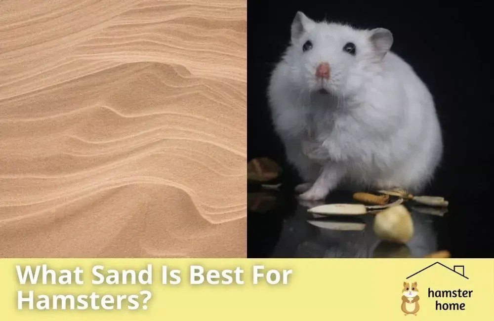What Sand Is Best For Hamsters? • Hamster Home