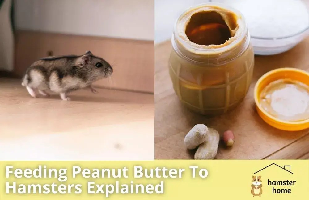 Can Hamsters Eat Peanut Butter? All You Need To Know! • Hamster Home