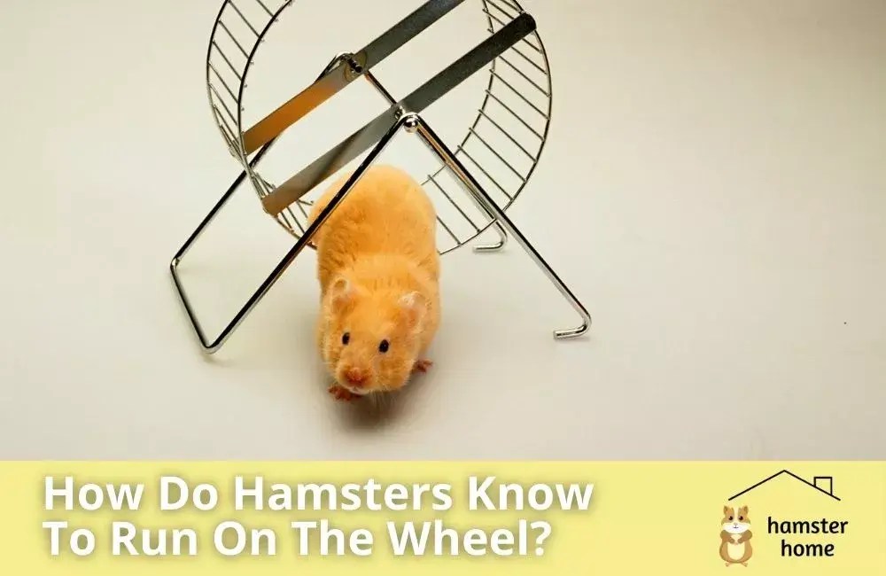 How Do Hamsters Know To Run On The Wheel? Mystery Explained