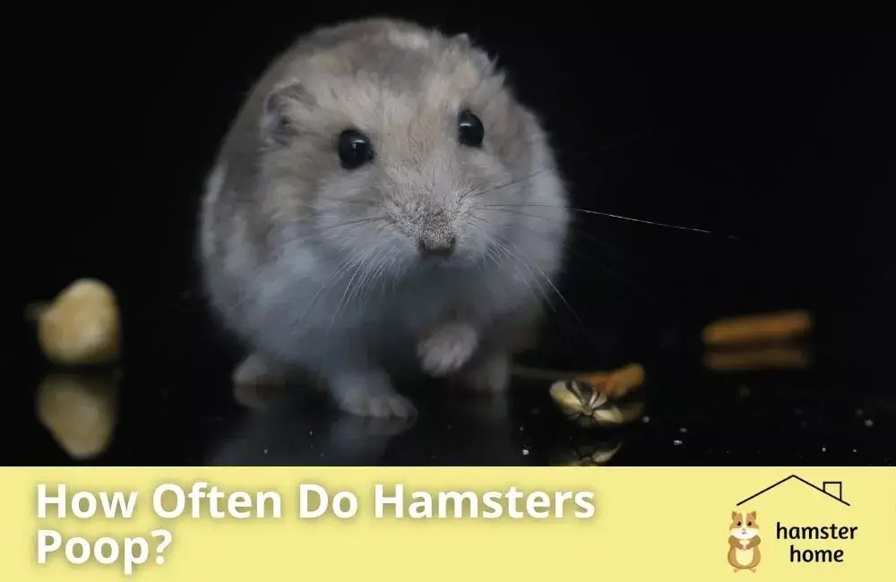 How Often Do Hamsters Poop? A Detailed Overview • Hamster Home