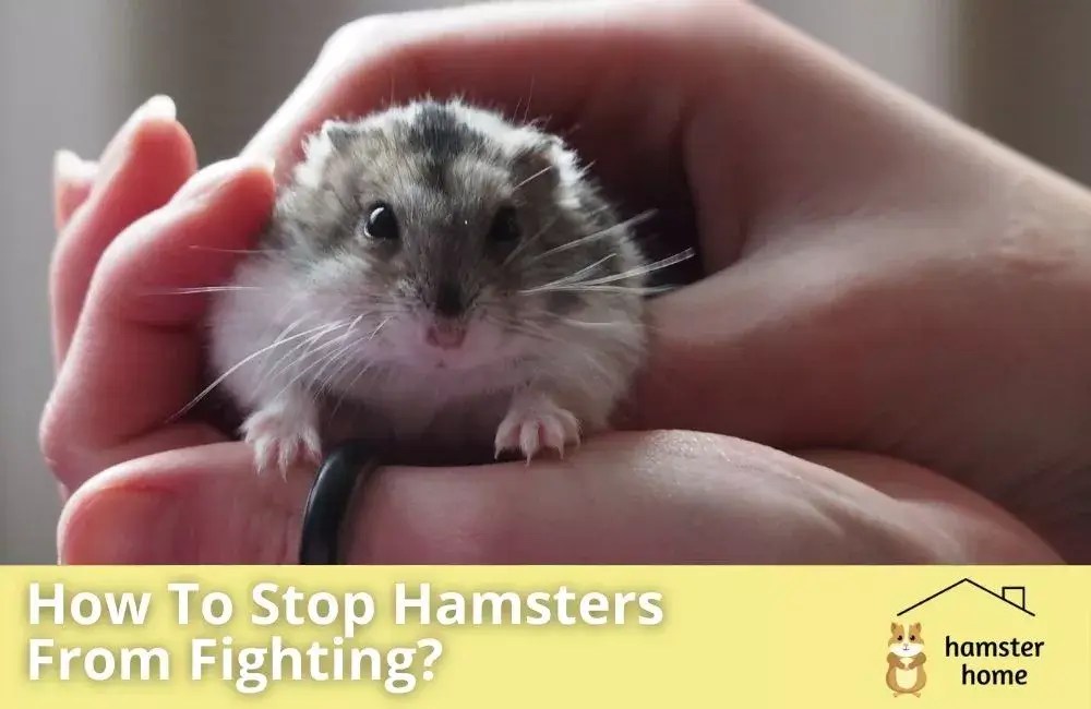 How To Stop Hamsters From Fighting? A Comprehensive Guide • Hamster Home