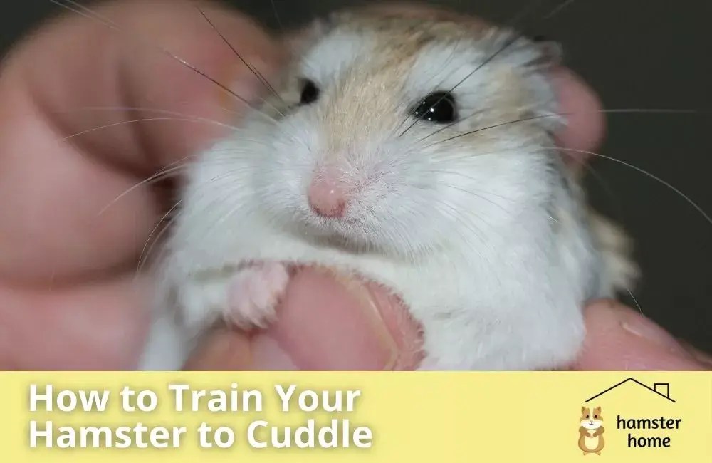 How To Train Your Hamster To Cuddle? Most Comprehensive Guide • Hamster