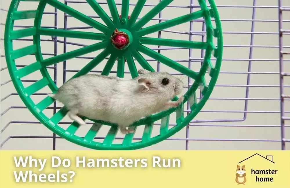 Why Do Hamsters Run On Wheels? Mystery Solved! • Hamster Home