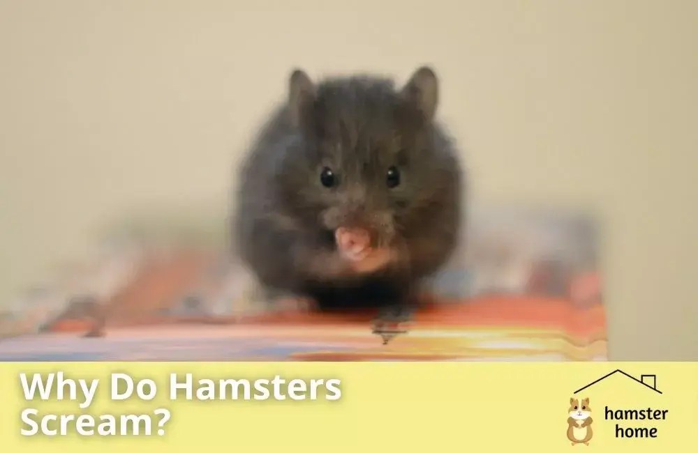 Why Do Hamsters Scream? Is It Out Of Fear Or Something Else?