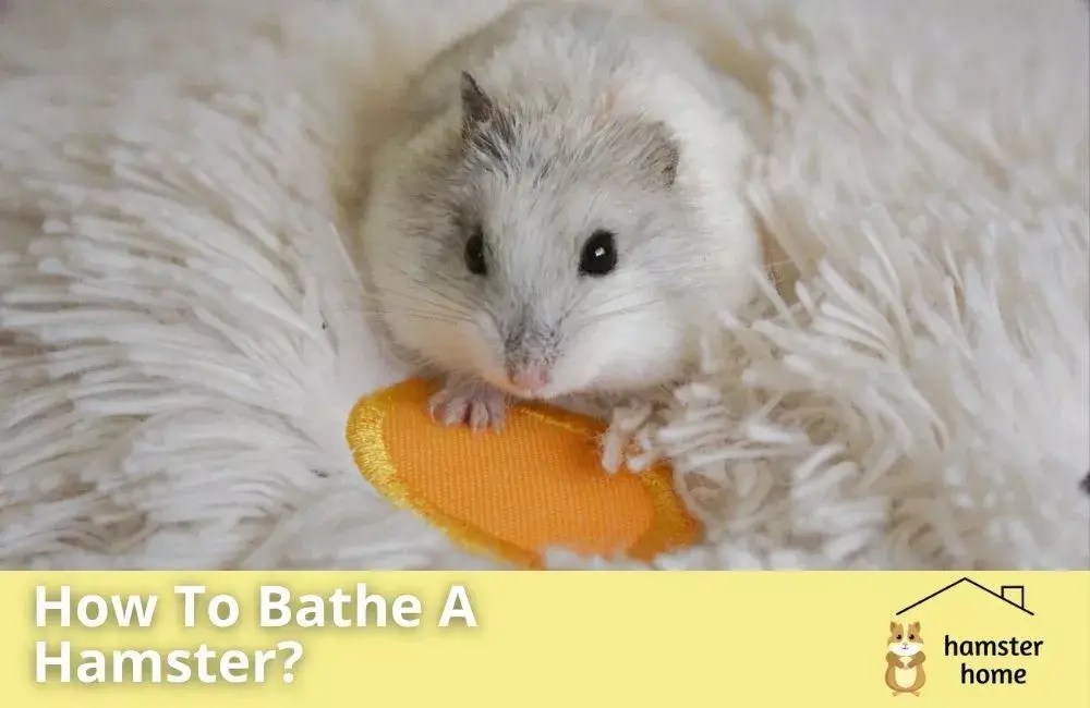 How To Bathe A Hamster? Best Proven Method • Hamster Home