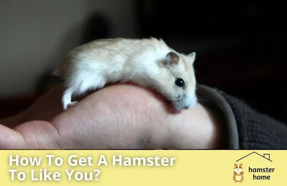 How To Get A Hamster To Like You? Best Proven Methods • Hamster Home