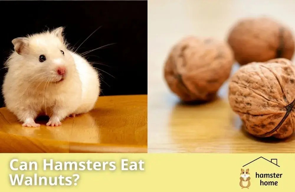 Can Hamsters Eat Walnuts? Cracking The Myths • Hamster Home