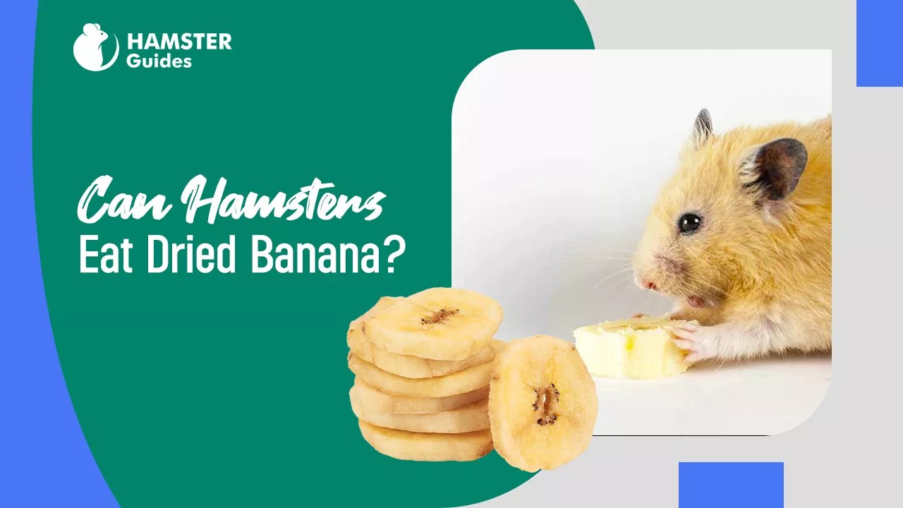 Can Hamsters Eat Dried Banana? The Ultimate Guide to Bananas