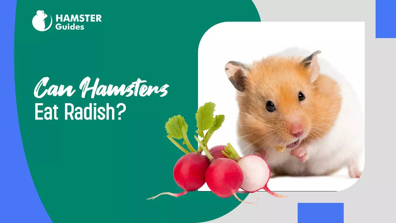 Can Hamsters Eat RADISH? Nutritional Benefits and Safety