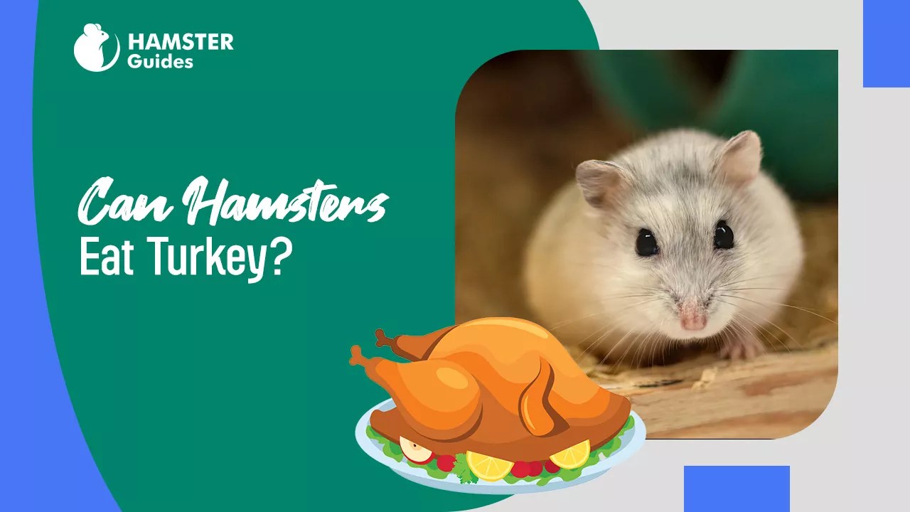 Can Hamsters Eat Turkey? (Safe Feeding for Optimal Health)