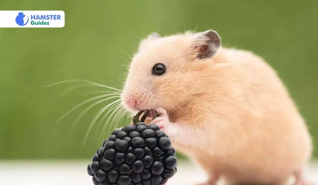 Can Hamsters Eat Blackberries? A Comprehensive Guide