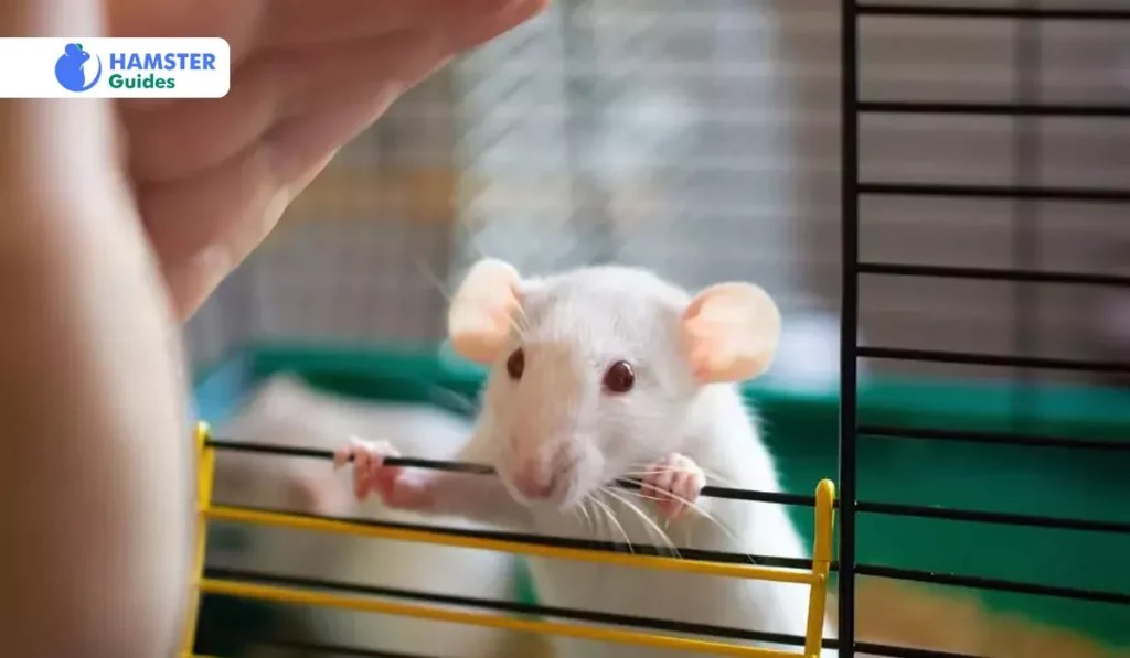 Can Dwarf Hamsters Eat Apples? A Complete Nutritional Guide