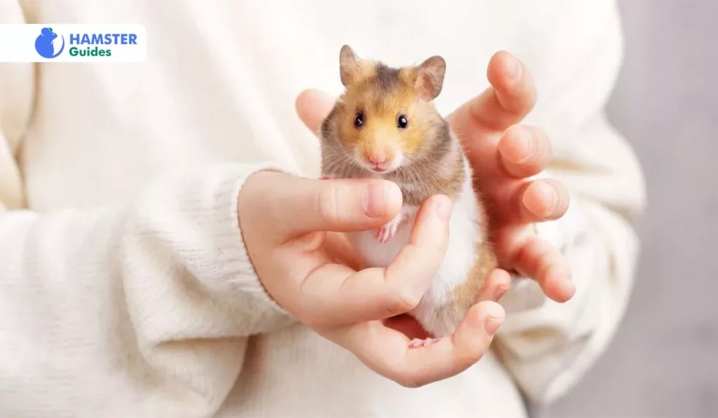 Can Hamsters Eat Butter? (Safe Foods and Dietary Tips)