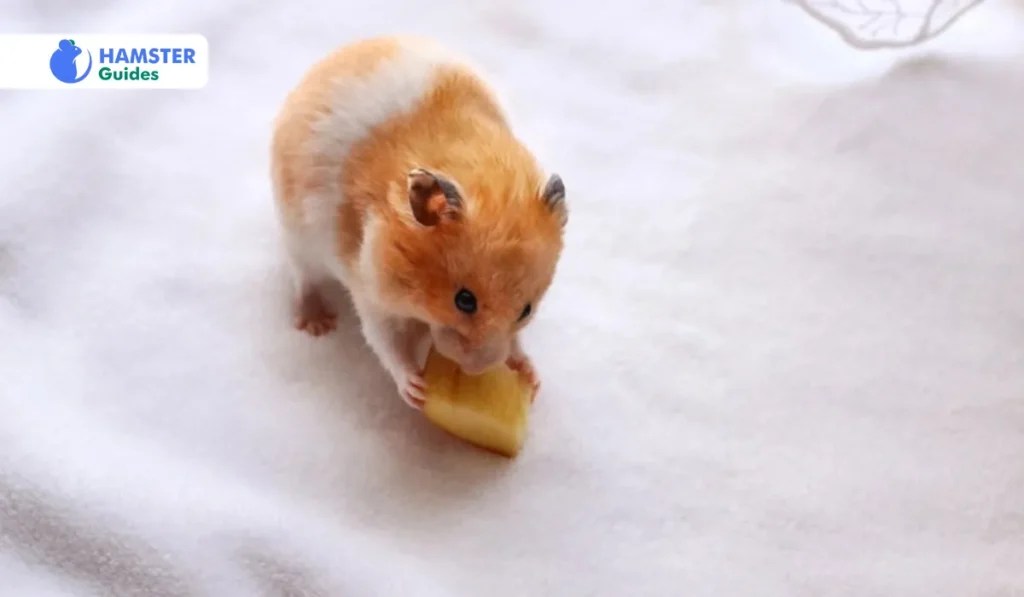 Can Hamsters Eat Cherries? Expert Advice and Guidelines