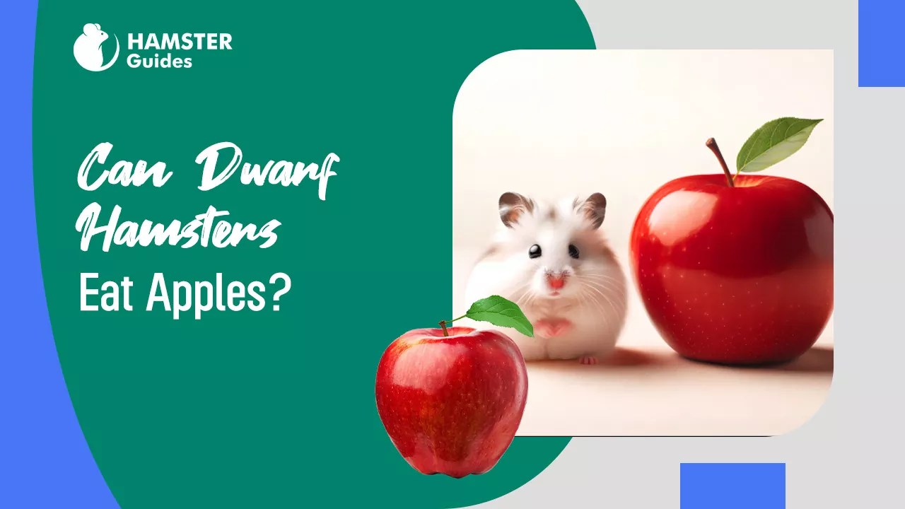 Can Dwarf Hamsters Eat Apples? A Complete Nutritional Guide