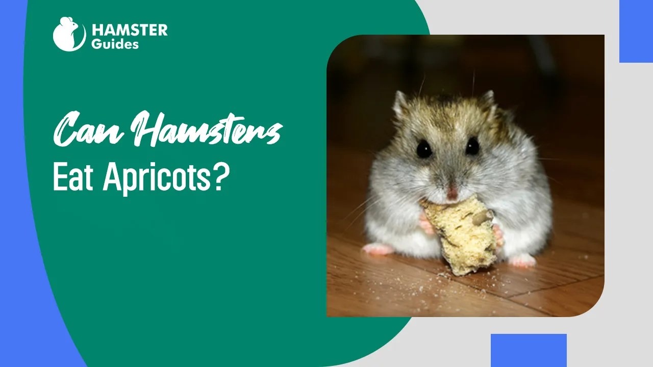 Hamster Food & Diet Nutrition Tips for Healthy Hamsters