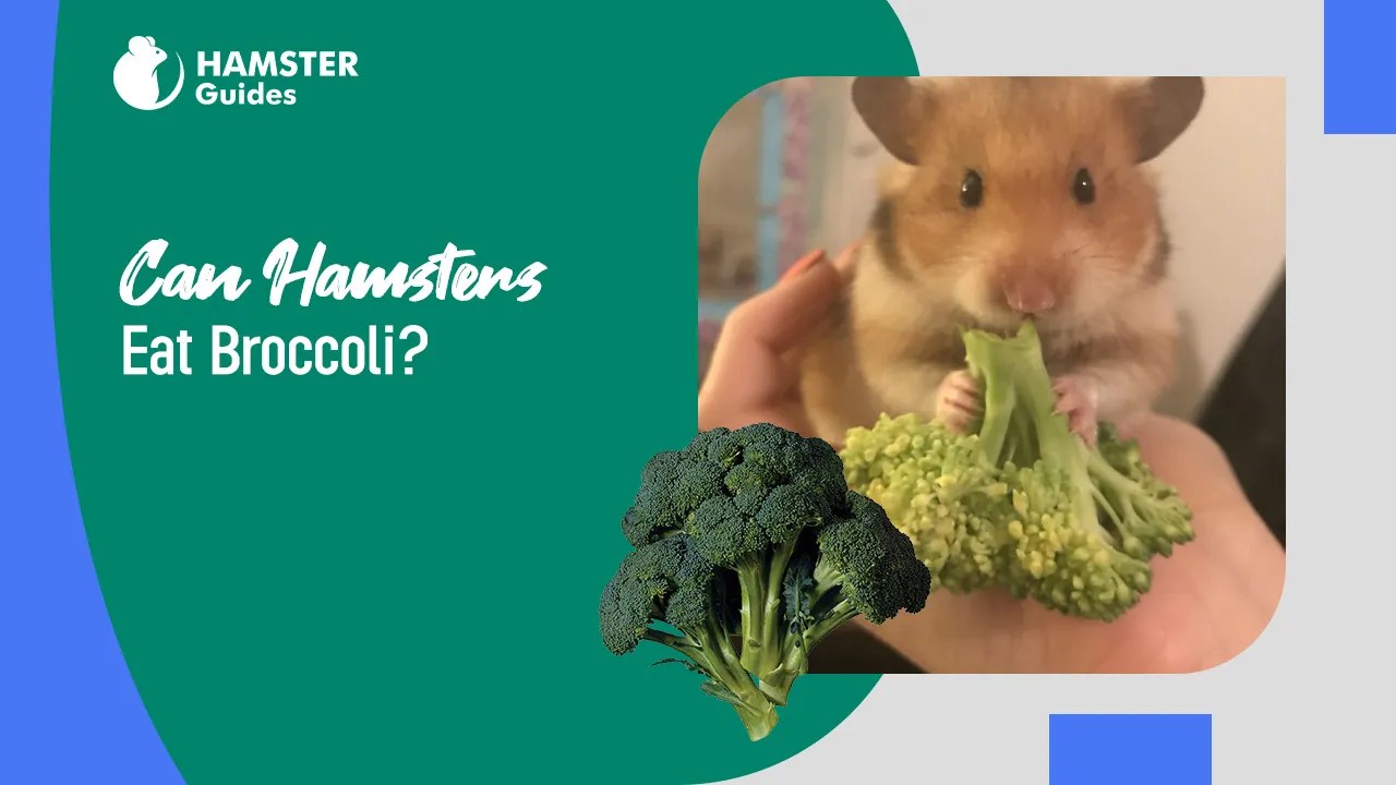 Can Hamsters Eat Broccoli? Benefits, Risks, and Guidelines