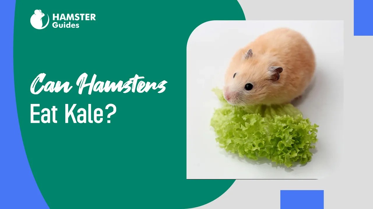 Can Hamsters Eat Kale? Benefits, Risks and Guidelines