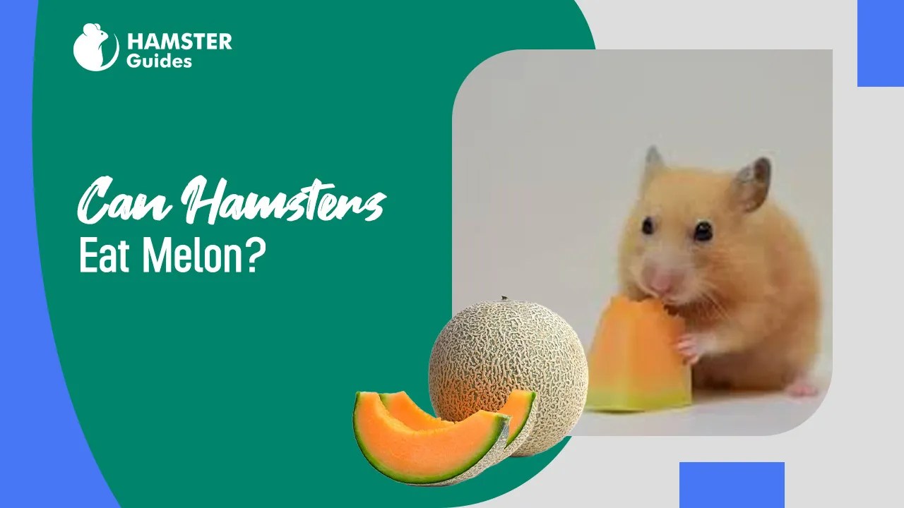 Can Hamsters Eat Melon? Expert Advice on Hamster Diet