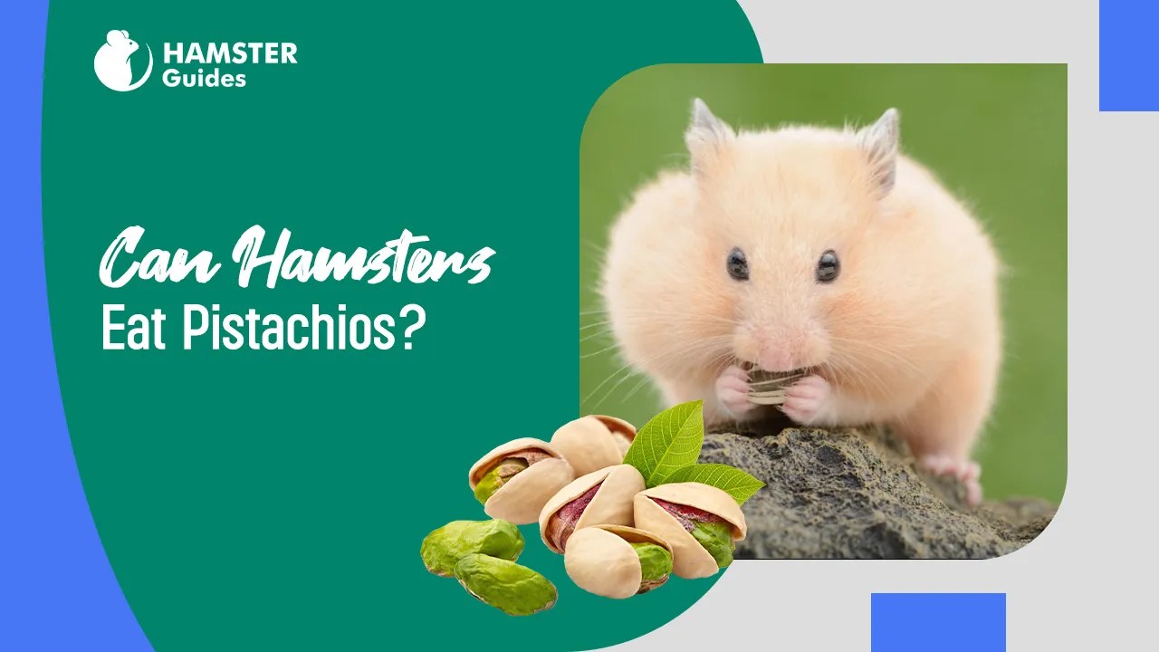 Can Hamsters Eat Pistachios? A Comprehensive Guide