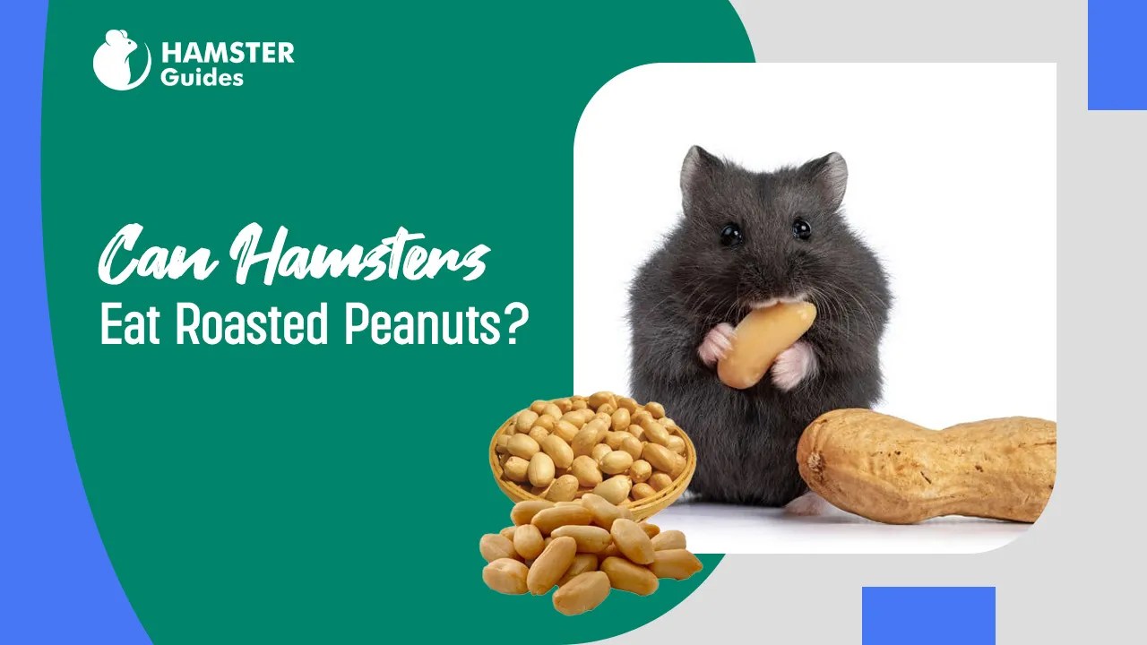 Can Hamsters Eat Roasted Peanuts? Discover Safe Feeding Tips