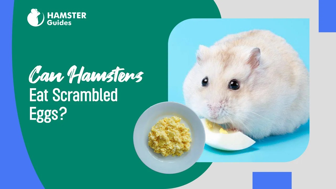 Can Hamsters Eat Scrambled Eggs? A Nutritional Guide