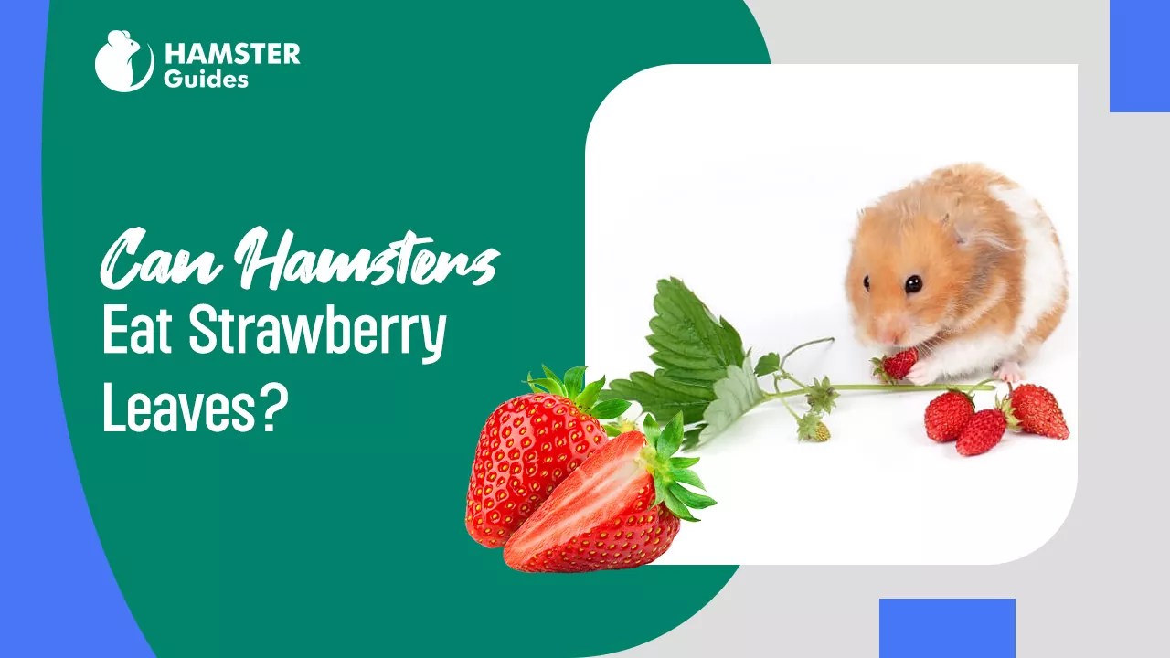 Can Hamsters Eat Strawberry Leaves? (Benefits and Safety)