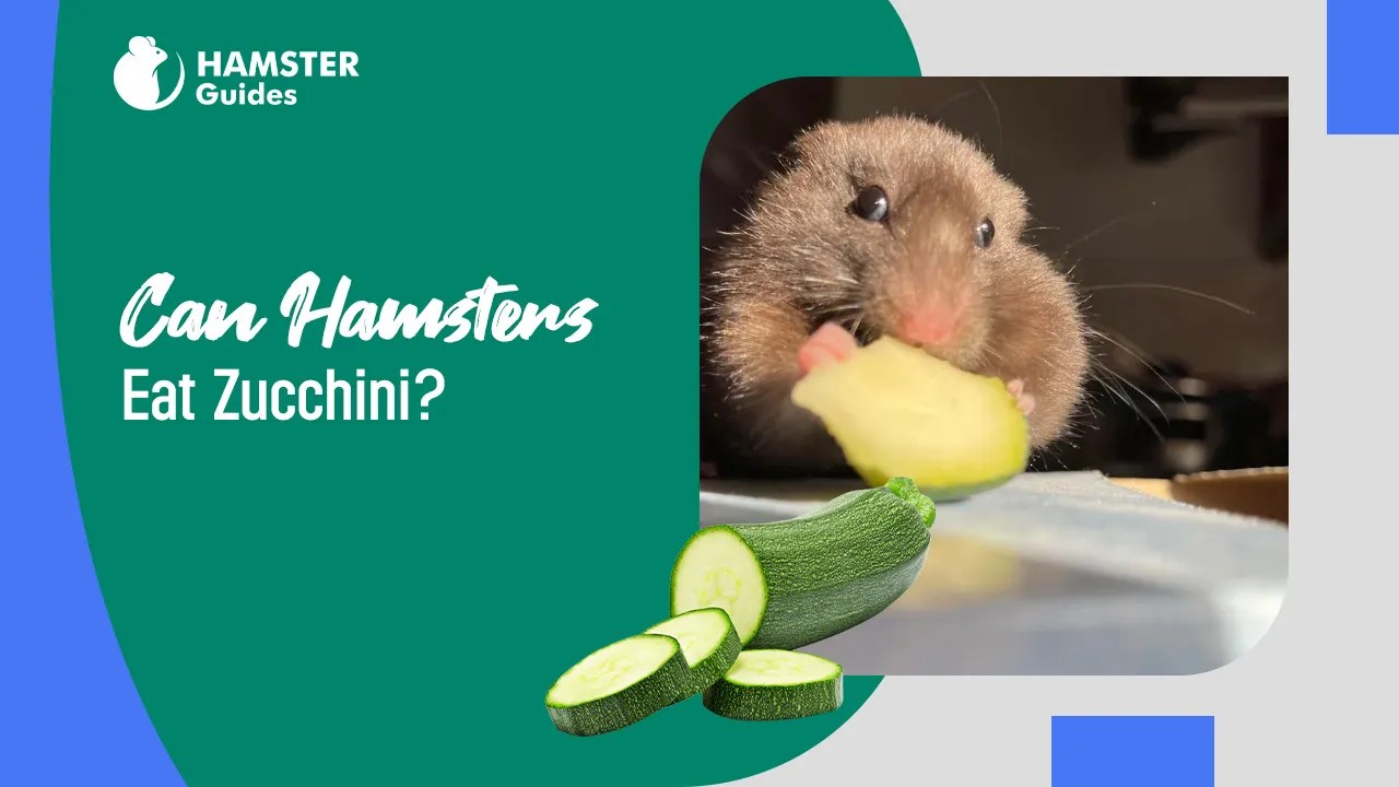 Can Hamsters Eat Zucchini? Understand the Pros and Cons