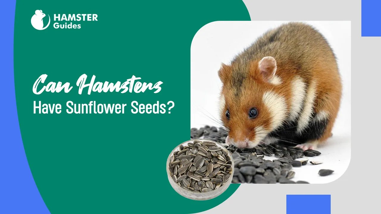 Can Hamsters Have Sunflower Seeds? A Nutritional Guide