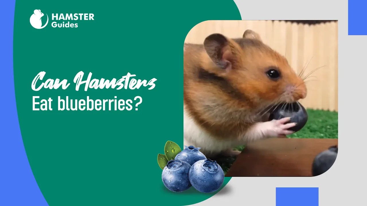 Can Hamsters Eat Blueberries? Nutritional Benefits and Risks