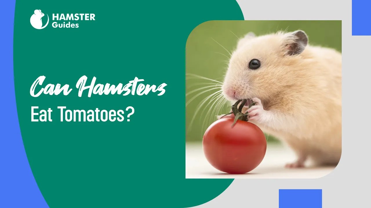 Hamster Food & Diet Nutrition Tips for Healthy Hamsters