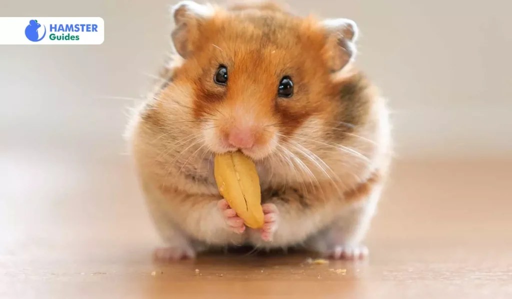 Can Hamsters Eat Tangerines? (Diet Tips & Risks Explained)