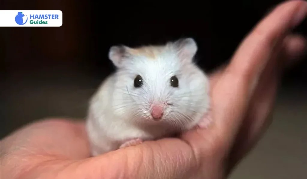 Can Hamsters Eat Nectarines? (Safe Treats and Dietary Tips)