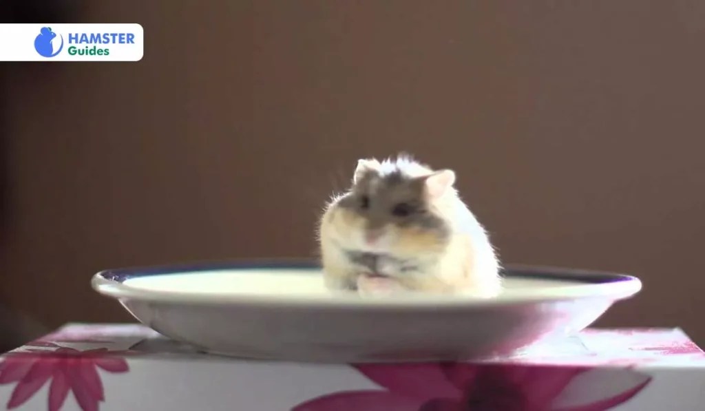 Can Hamsters Eat Pickles? Risks and Safer Alternatives