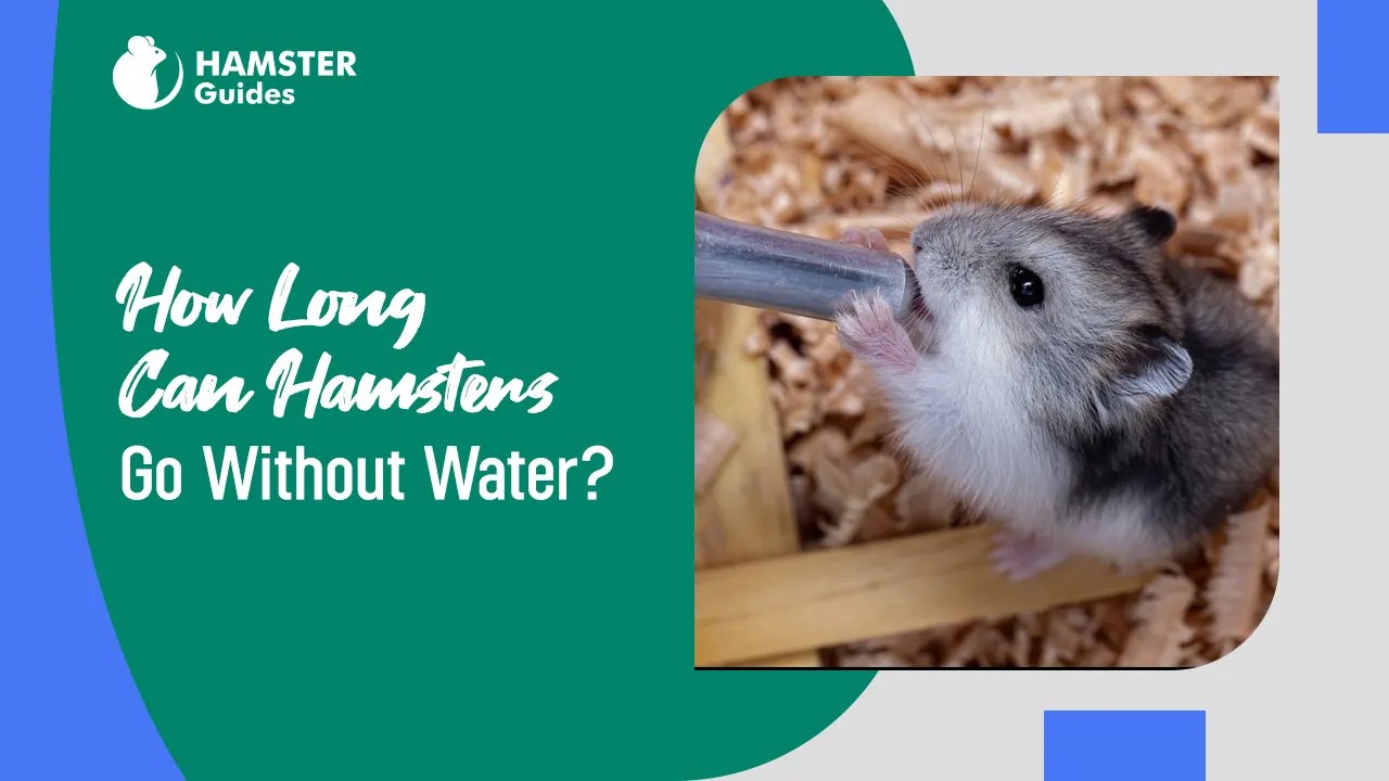 How Long Can Hamsters Go Without Water? Hydration Facts
