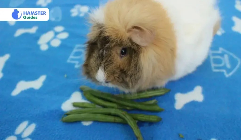 Can Hamsters Eat Green Beans? Tips, Substitutes and More