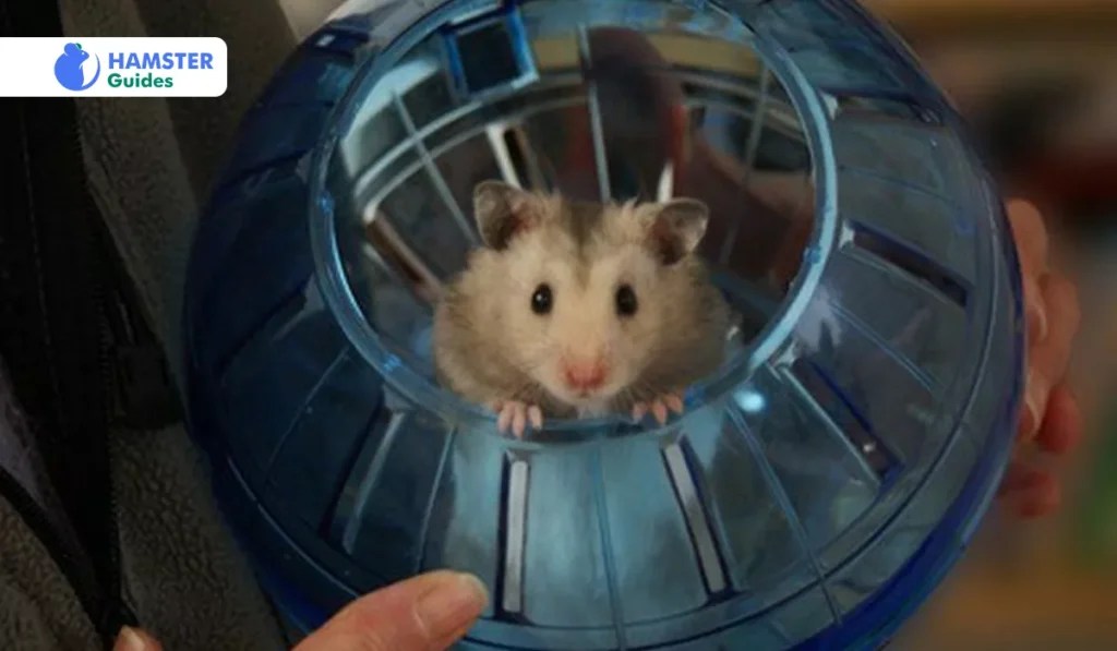 Are Hamsters Nocturnal? Understanding Their Sleep Behavior