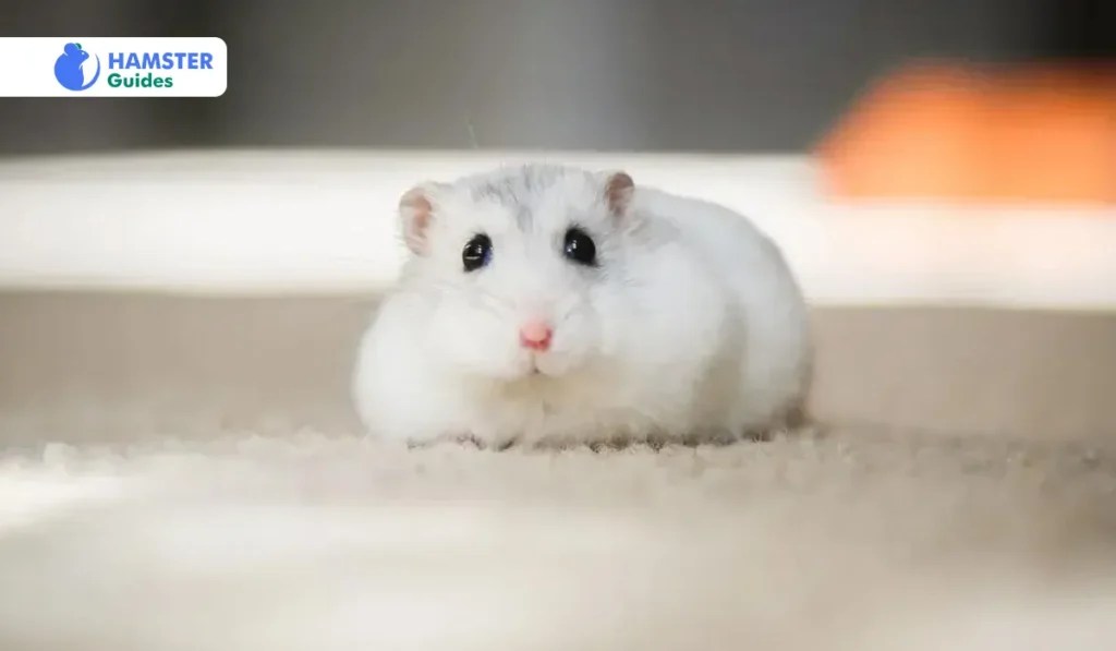 Can Hamsters Eat Pistachios? A Comprehensive Guide