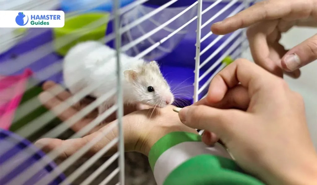 Can Dwarf Hamsters Eat Apples? A Complete Nutritional Guide