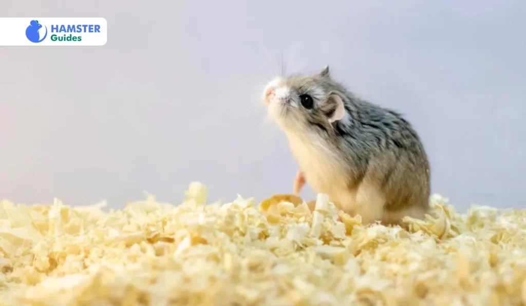Can Hamsters See in the Dark? Understanding Hamster Vision